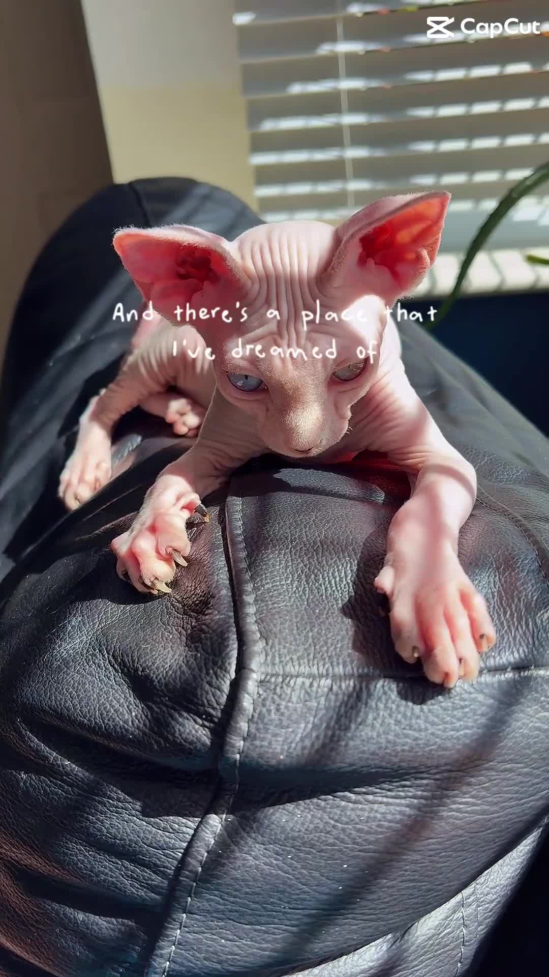 Sphynx cats for sale: Hairless kittens sphinx - Video 4