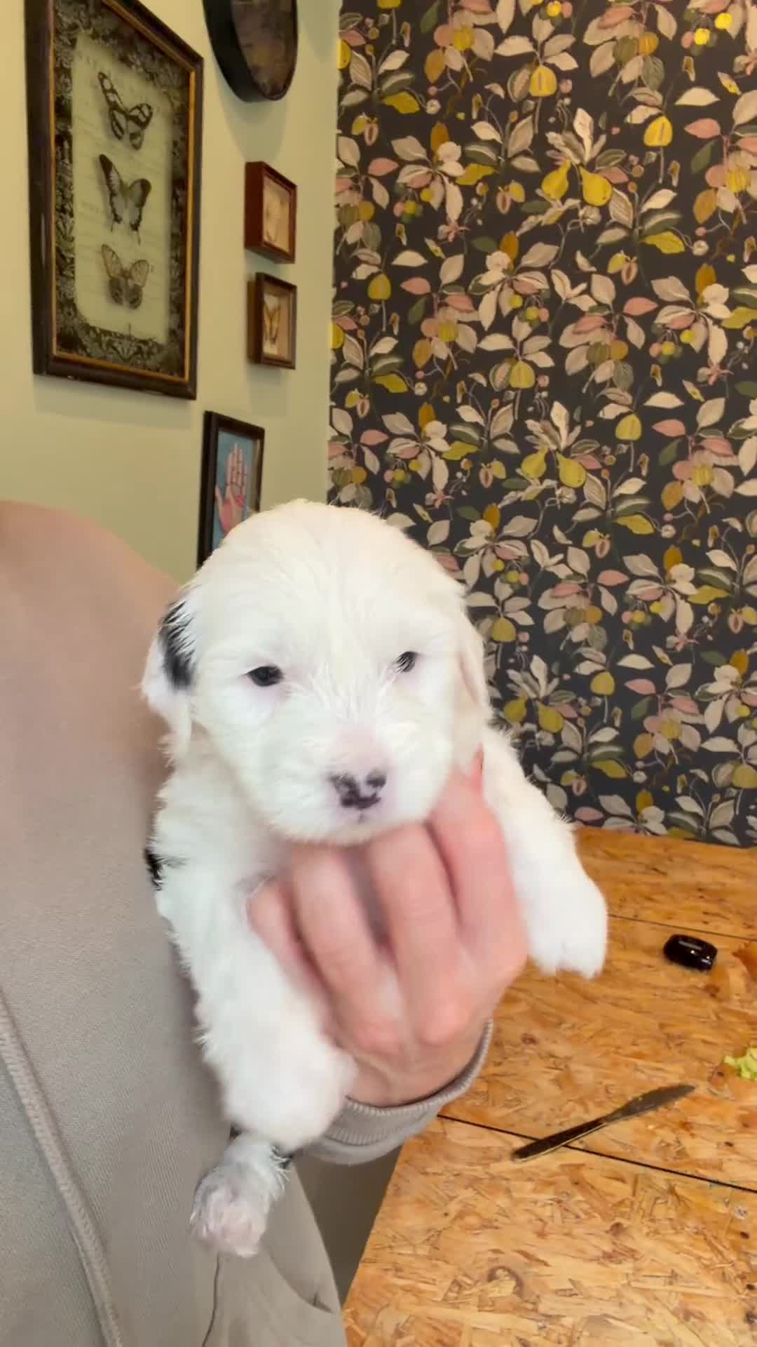 Tibetan Terrier dogs for sale: Beautiful Tibetan Terriers - Video 3