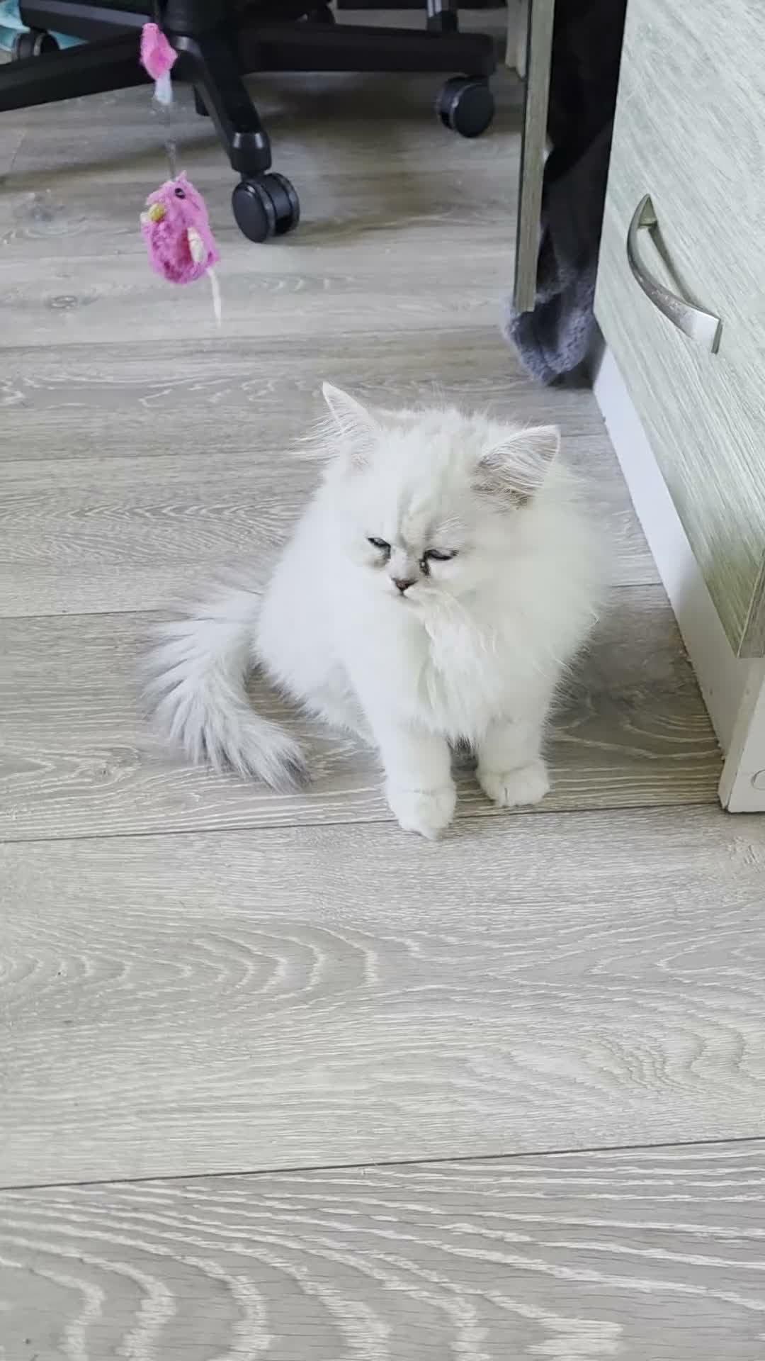 Persian cats for sale: Persian Chinchilla Kittens READY for Loving Homes - Video 1