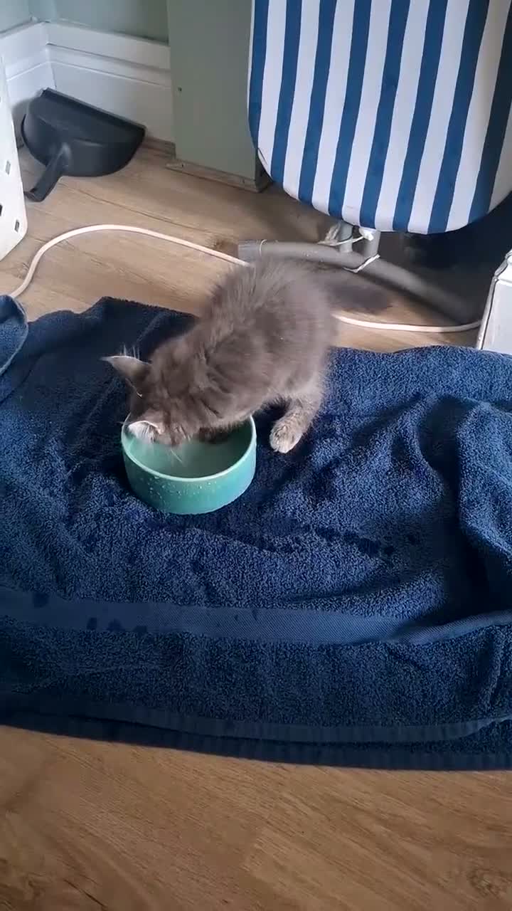 Maine Coon cats for sale: Tica registered Maine coon boy - Video 1