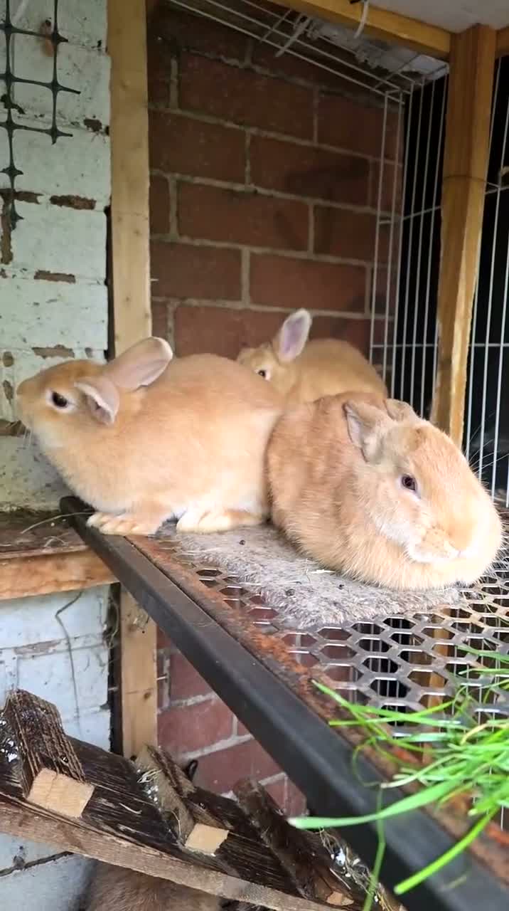 Lionhead rabbits for sale: Lion Head  (Fluffy Blue eyes ) - Video 5