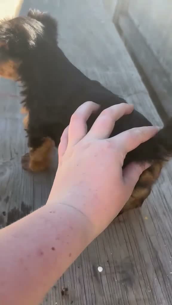 Yorkshire Terrier dogs for sale: One male puppy - Video 1