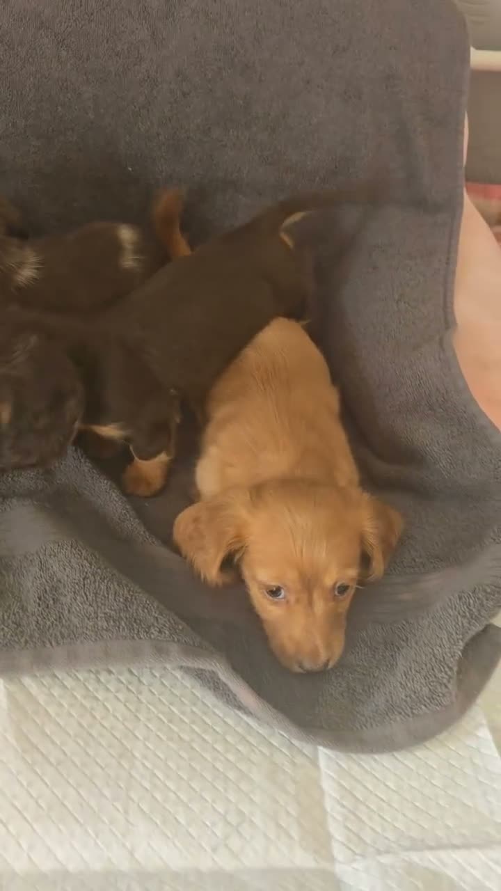 Dachshund dogs for sale: Miniature long haired  - Video 1
