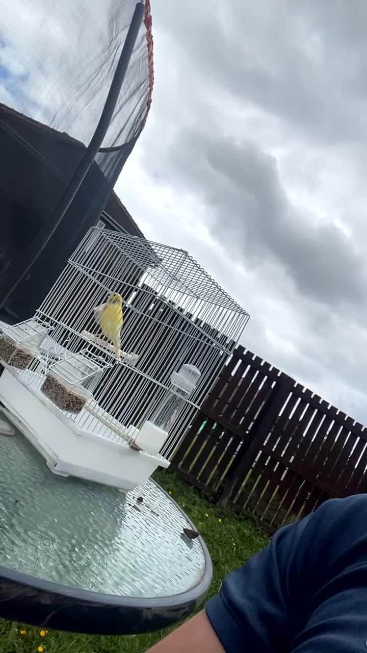 Mixed Breed birds for sale: greenfinch hybrid cock in Bradford - Video 1