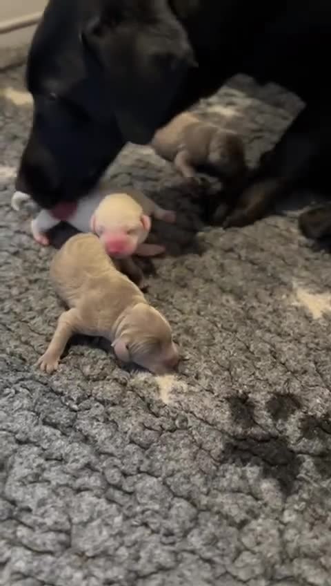 Labrador Retriever dogs for sale: KC Reg Fully Health Tested Labrador Pups - Video 2