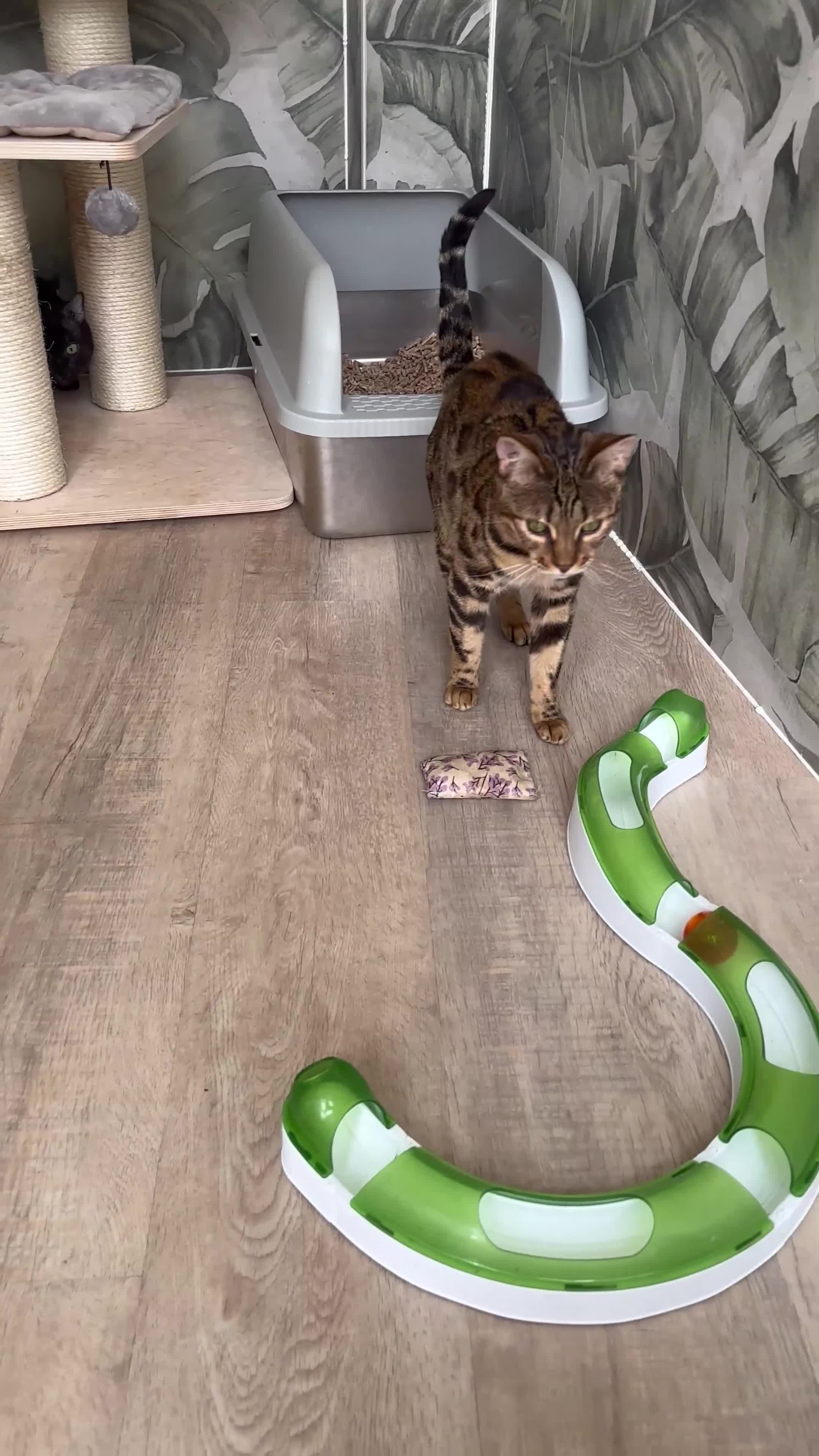 Bengal cats for sale: Retired breeding females - Video 3