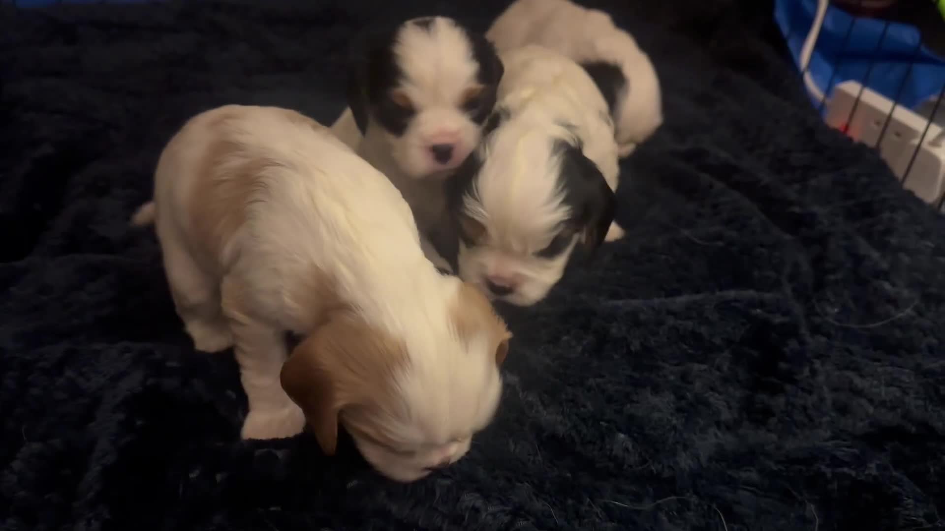 Cavalier King Charles Spaniel dogs for sale: DNA health tested, much loved cavaliers - Video 1