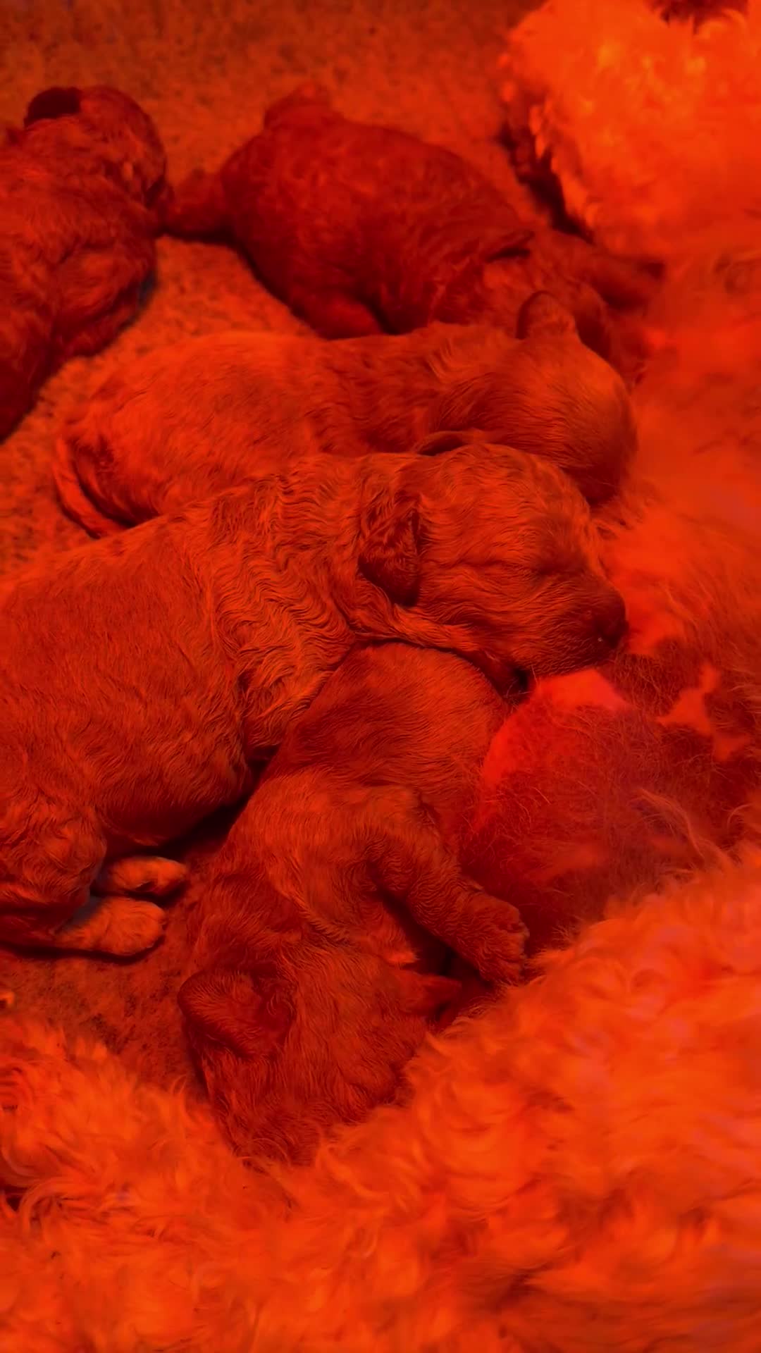 Cavachon dogs for sale: Gorgeous F1 Fox Red Cavapoochon’s  - Video 3