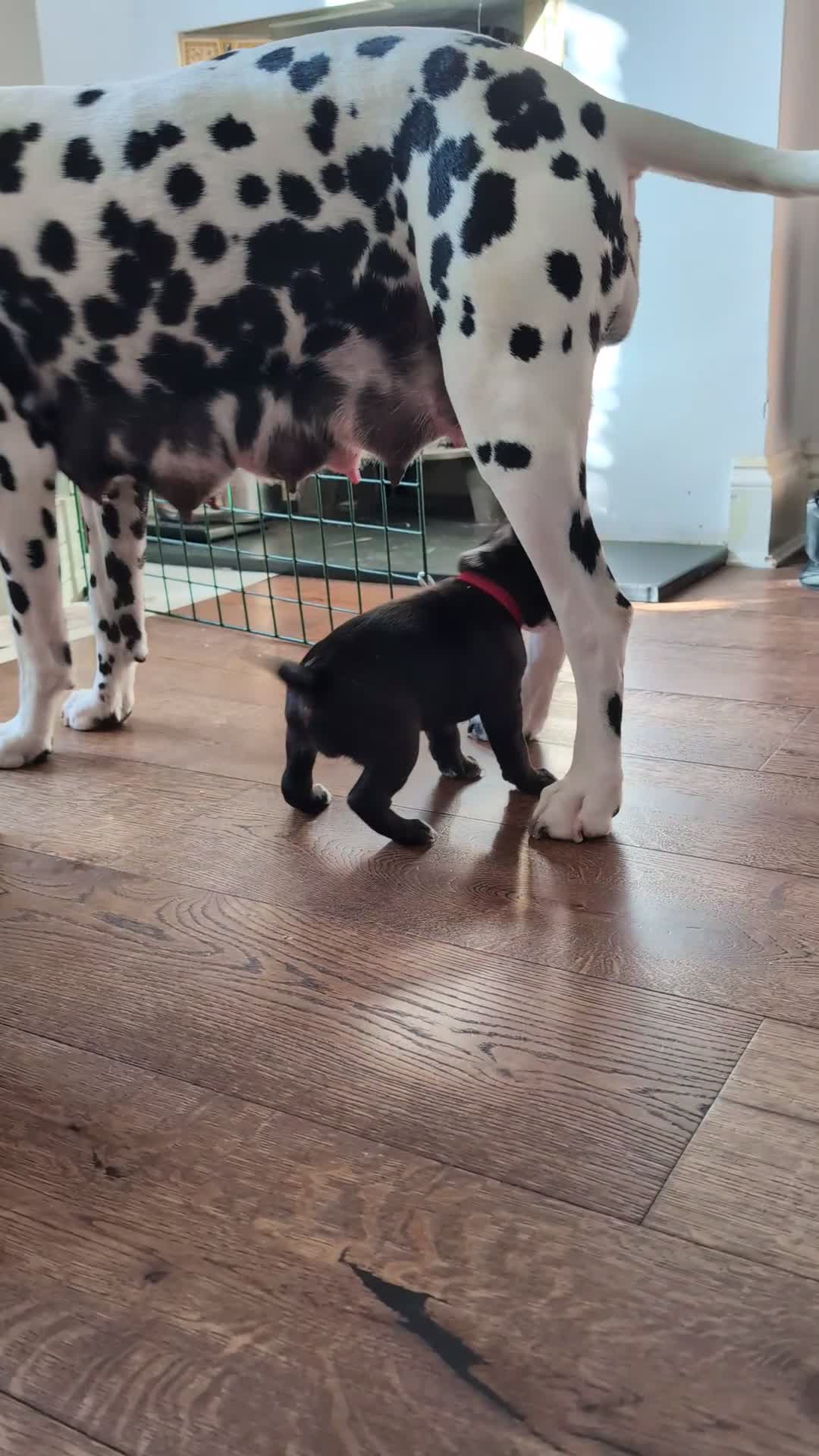 Mixed Breed dogs for sale: Only 2 Beautiful male Cockermatians left!!!! - Video 3