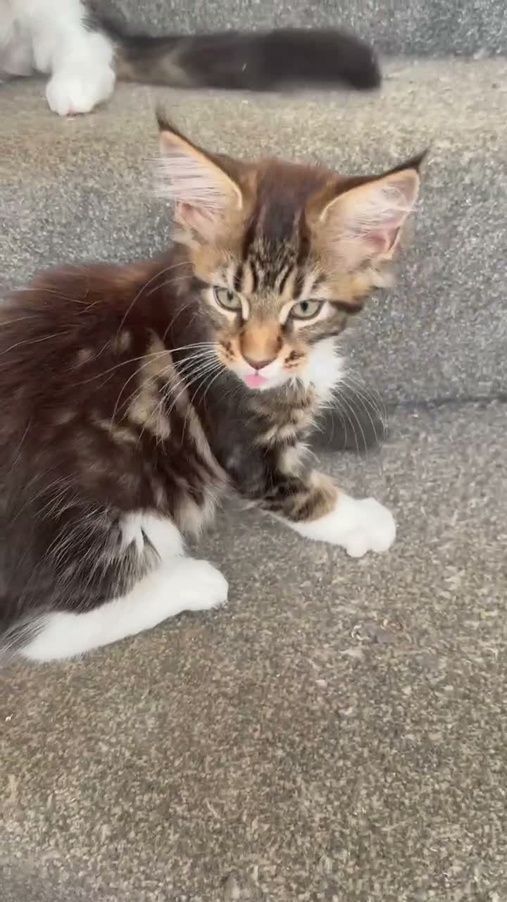 Maine Coon cats for sale: Stunning Maine Coon Kittens looking for 5⭐️ homes - Video 1