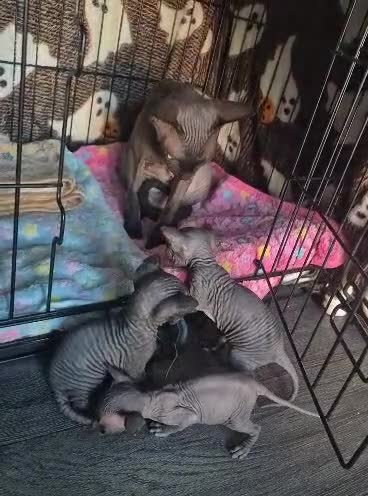 Sphynx cats for sale: Beautiful little boy  - Video 1
