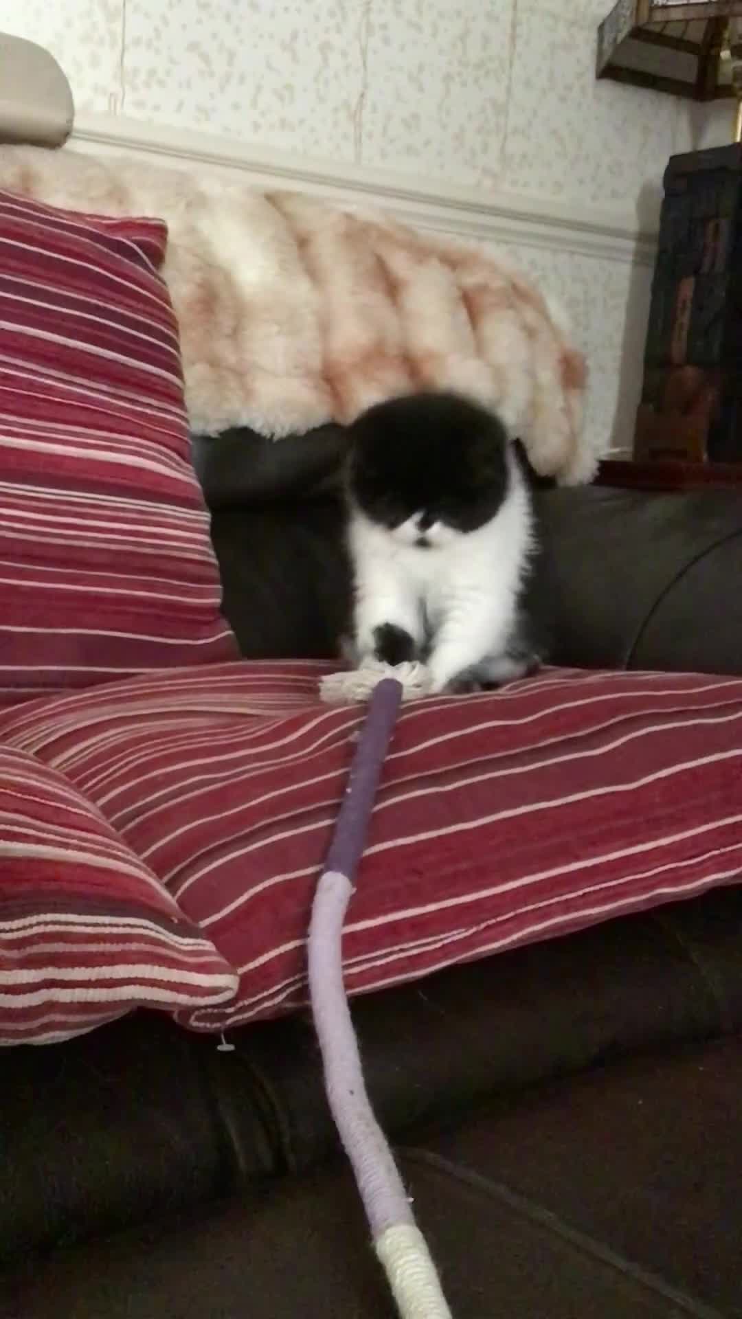 Exotic cats for sale: Hello my name is Tyson - Video 1