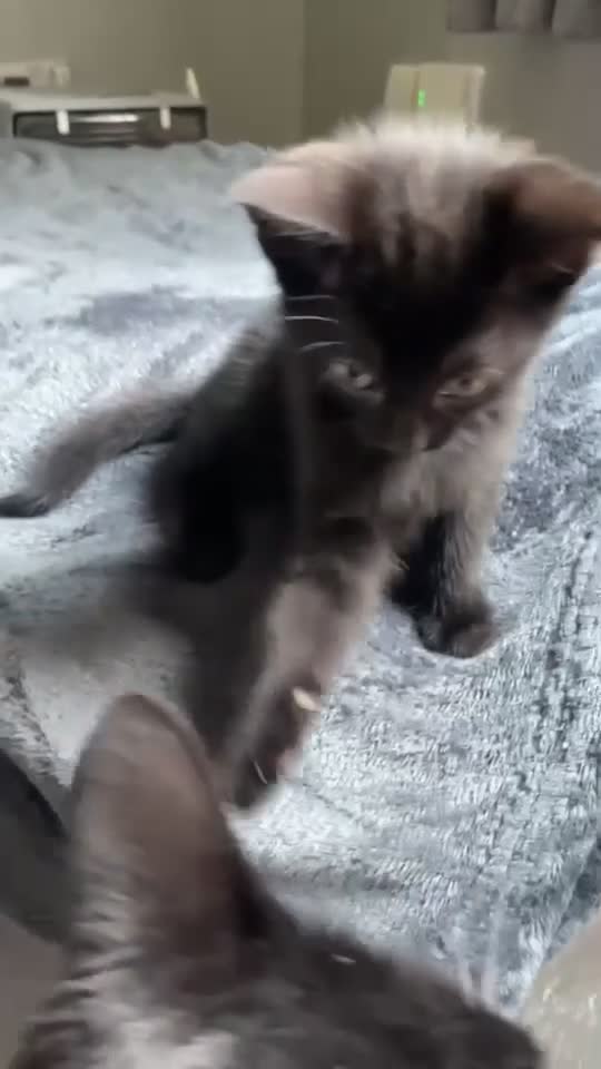American Shorthair cats for sale: 1 Male Black Kitten! - Video 5