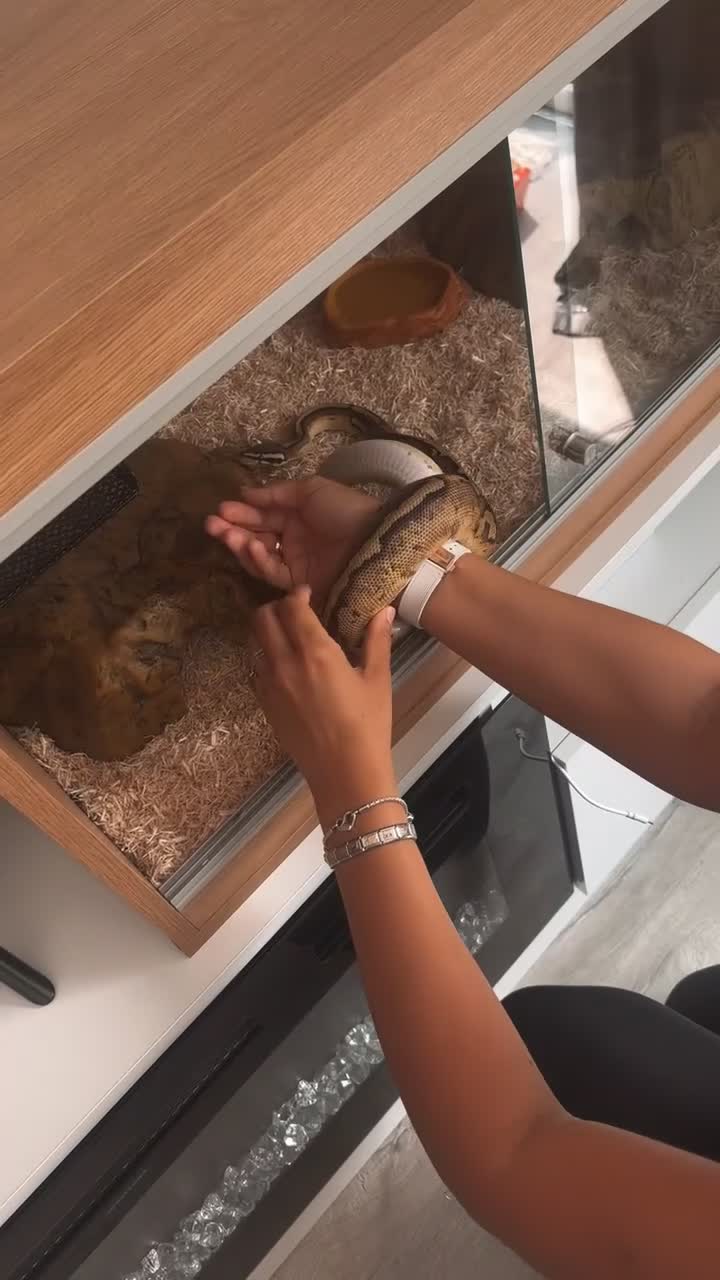 Python Snake reptiles for sale: Ball python  - Video 1