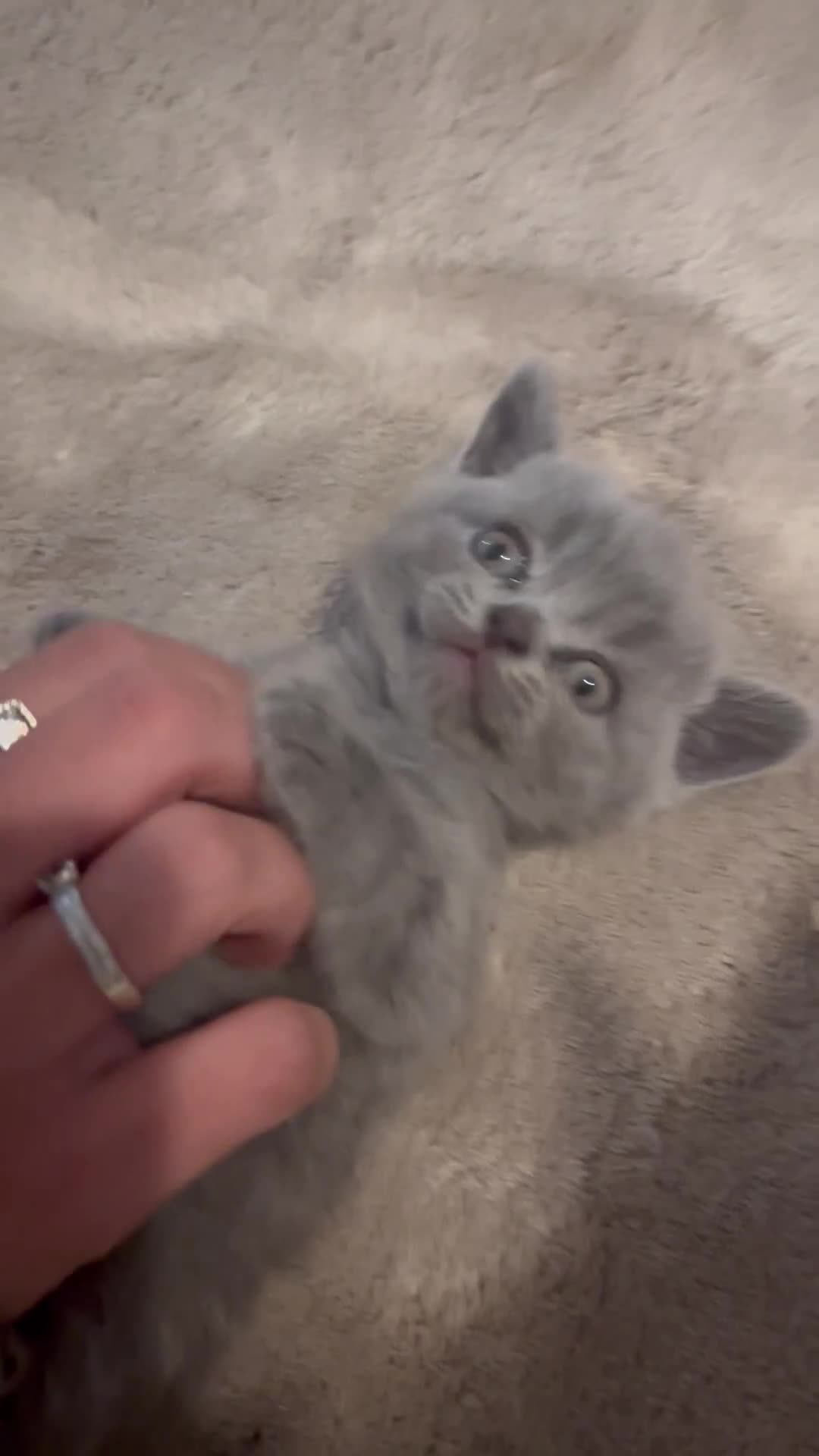 British Shorthair cats for sale: Blue British shorthair✨ - Video 1