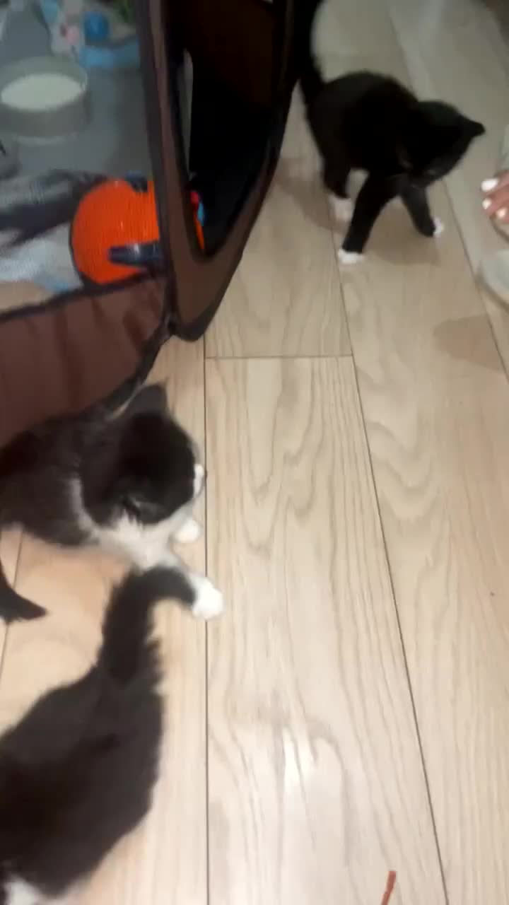 Maine Coon cats for sale: Adorable Maine Coon Mix Kittens for Sale! - Video 2