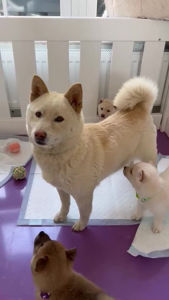 Japanese Shiba Inu dogs for sale: Japanese Shiba Inu Puppies - Video 2