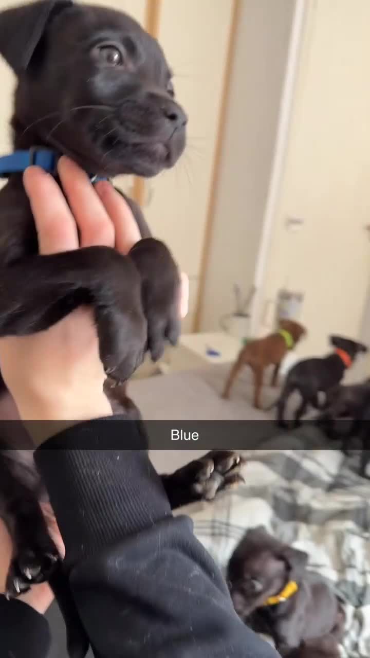 Mixed Breed dogs for sale: Labrador Akita 4 males 4 females  in Worcester - Video 5