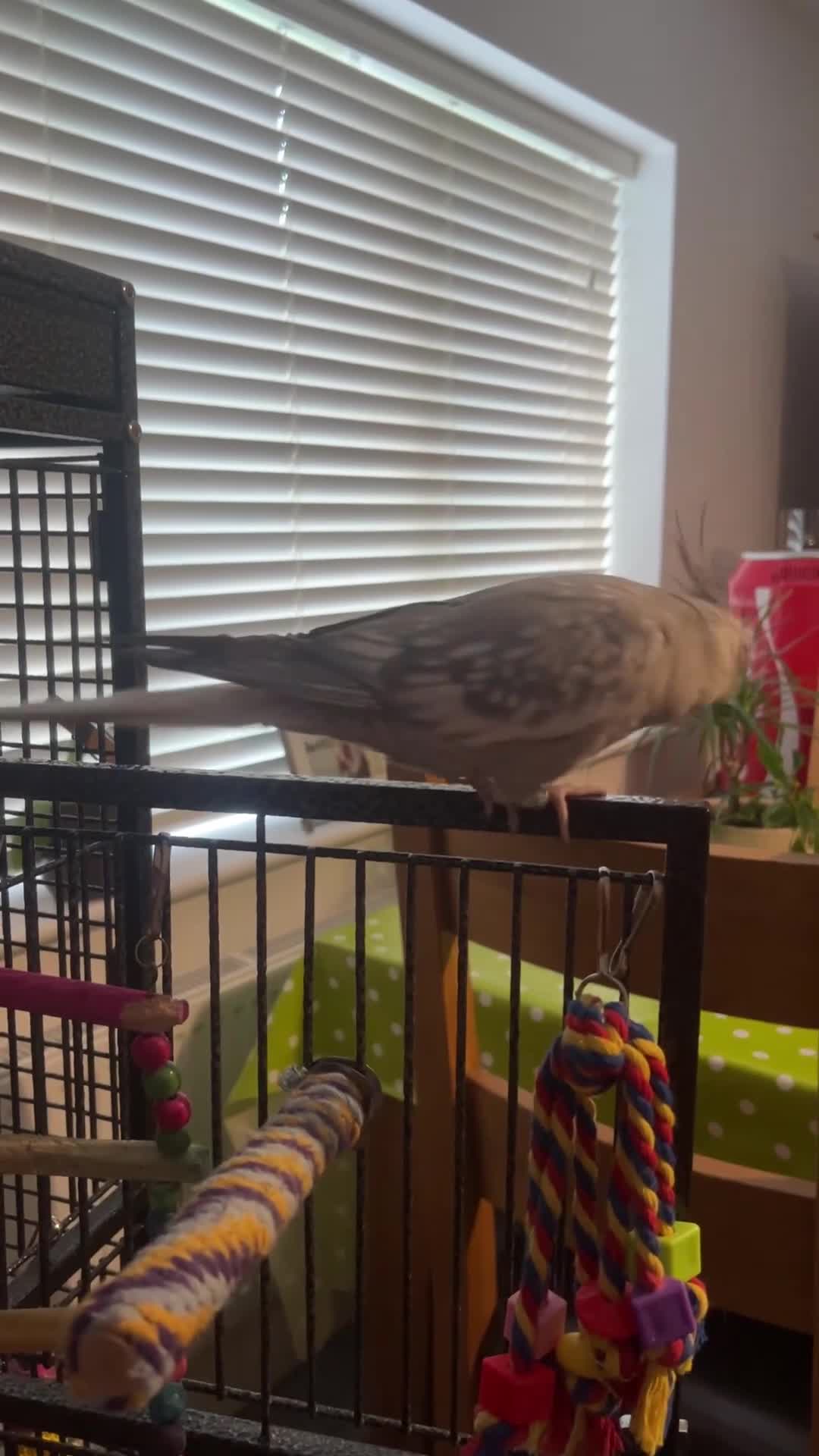 Cockatiels birds for sale: Female cockatiel called shadow  - Video 3