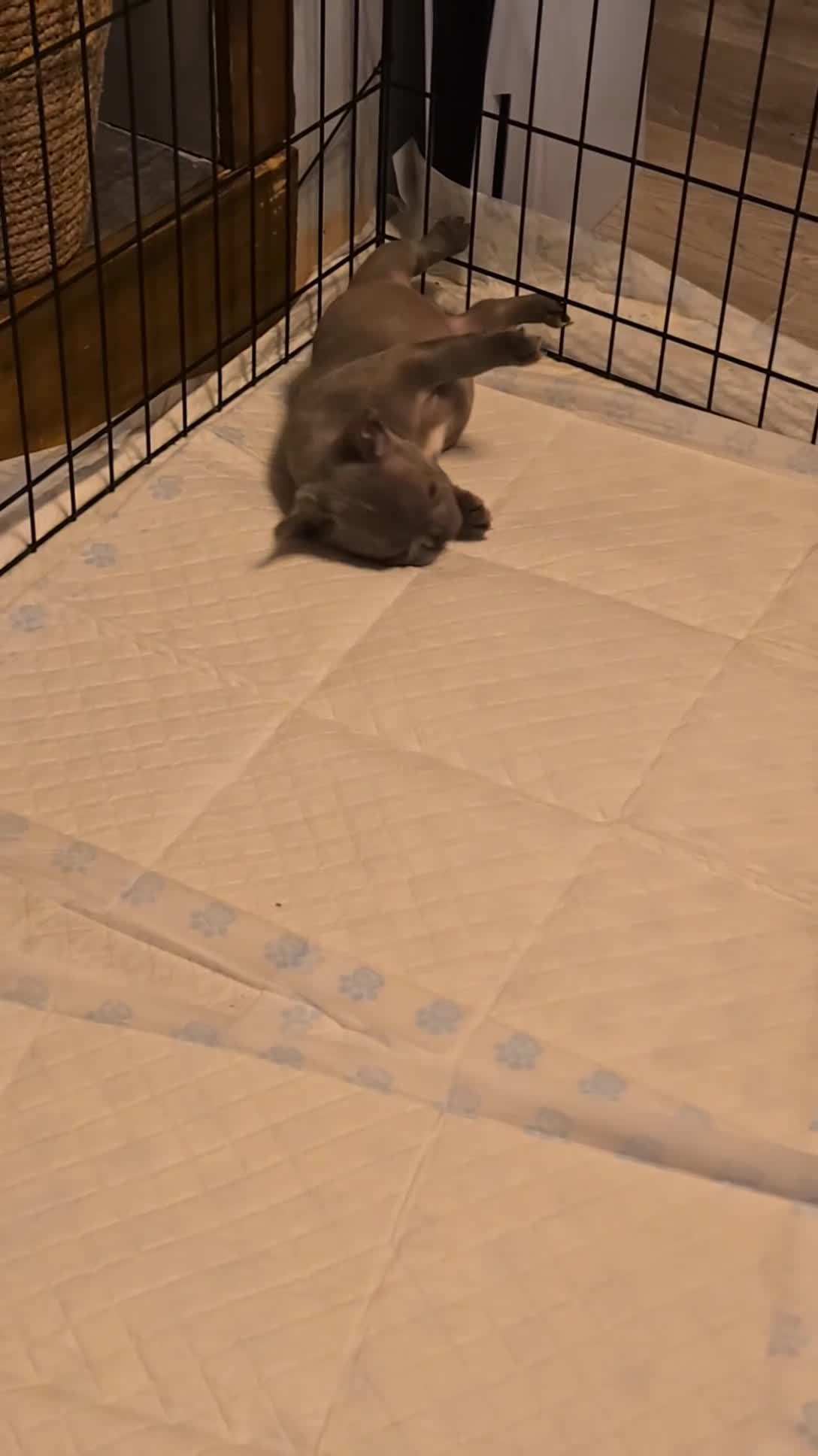 French Bulldog dogs for sale: French Bulldog Puppies  - Video 3