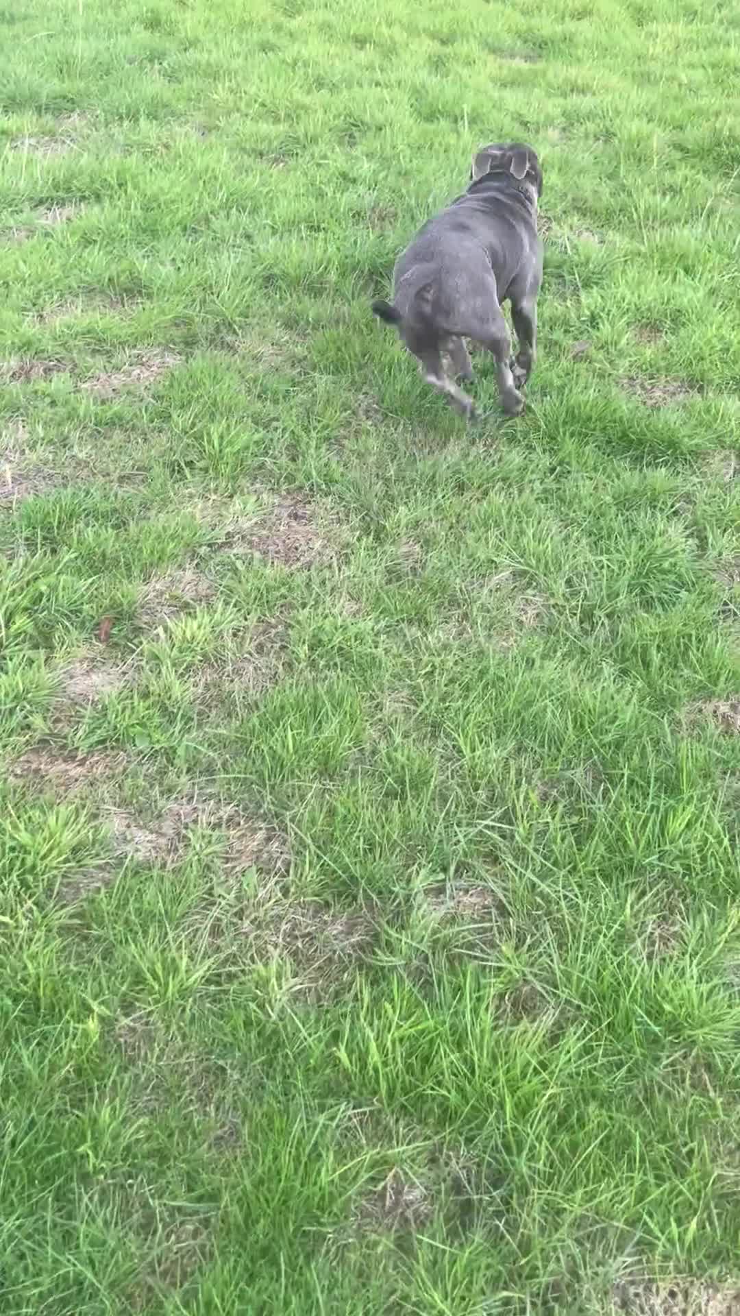 Staffordshire Bull Terrier dogs for sale: Staffordshire Bull terrier for sale - Video 2