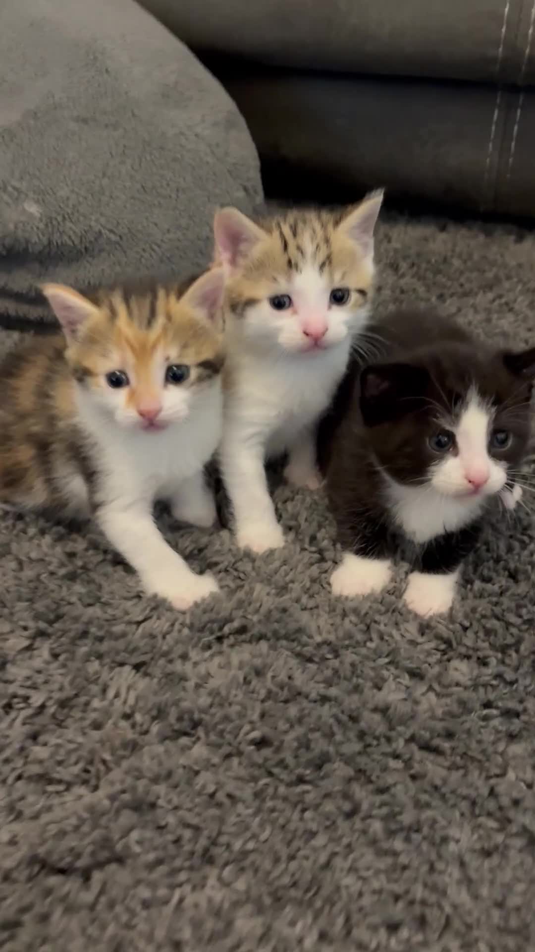 Mixed Breed cats for sale: 2 female calico kittens - Video 1