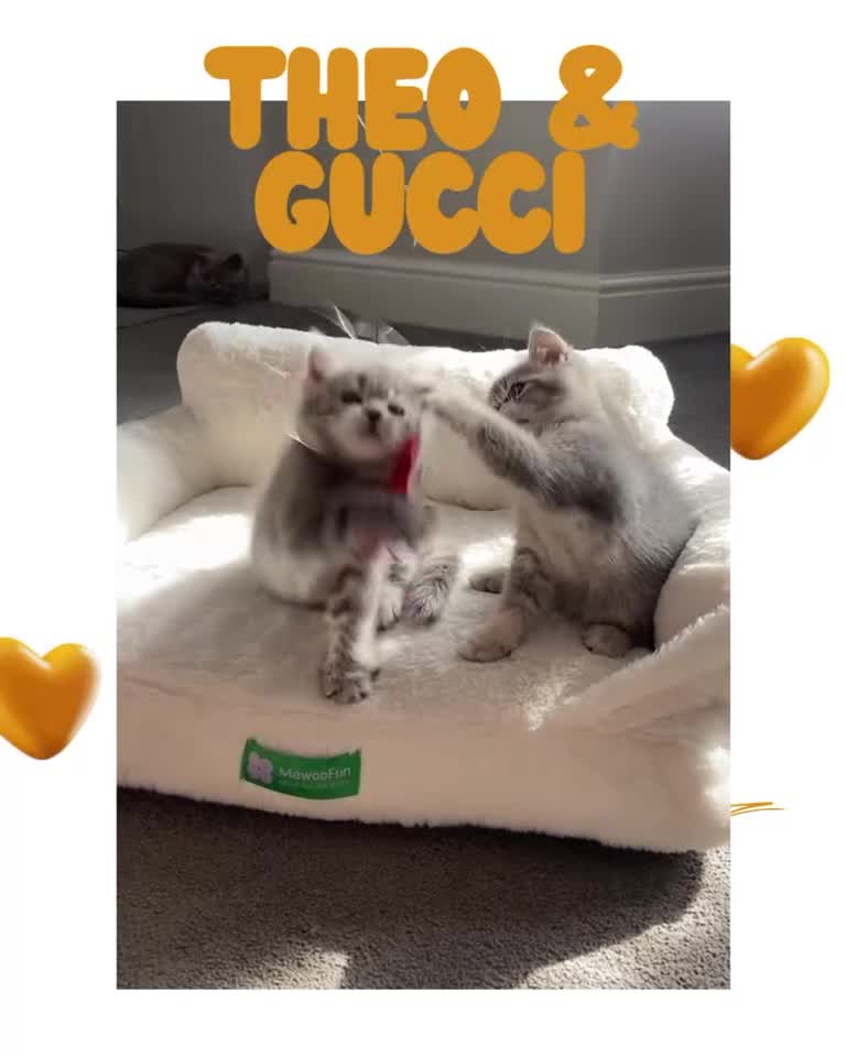 British Shorthair cats for sale: 🐾 Stunning BSH X Scottish Fold Kittens 🐾 - Video 1