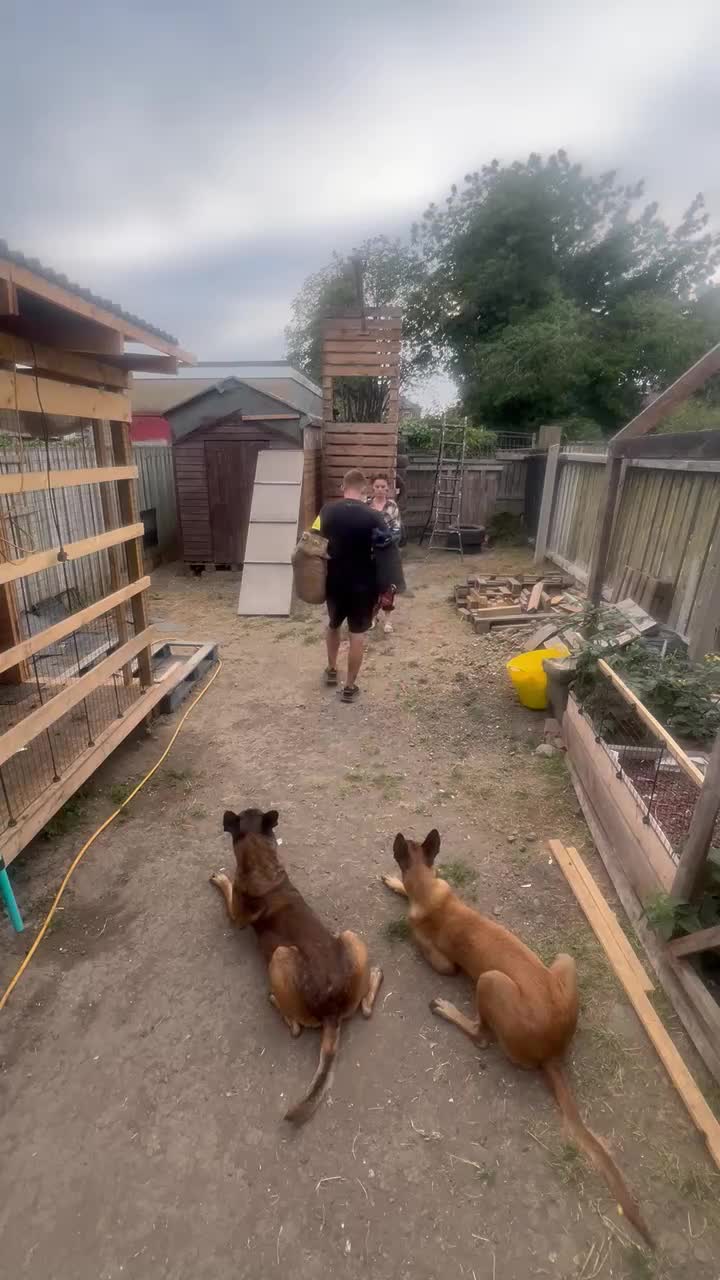Belgian Shepherd Dog dogs for sale: Malinois puppies. Mother FCI/Father working dog - Video 1