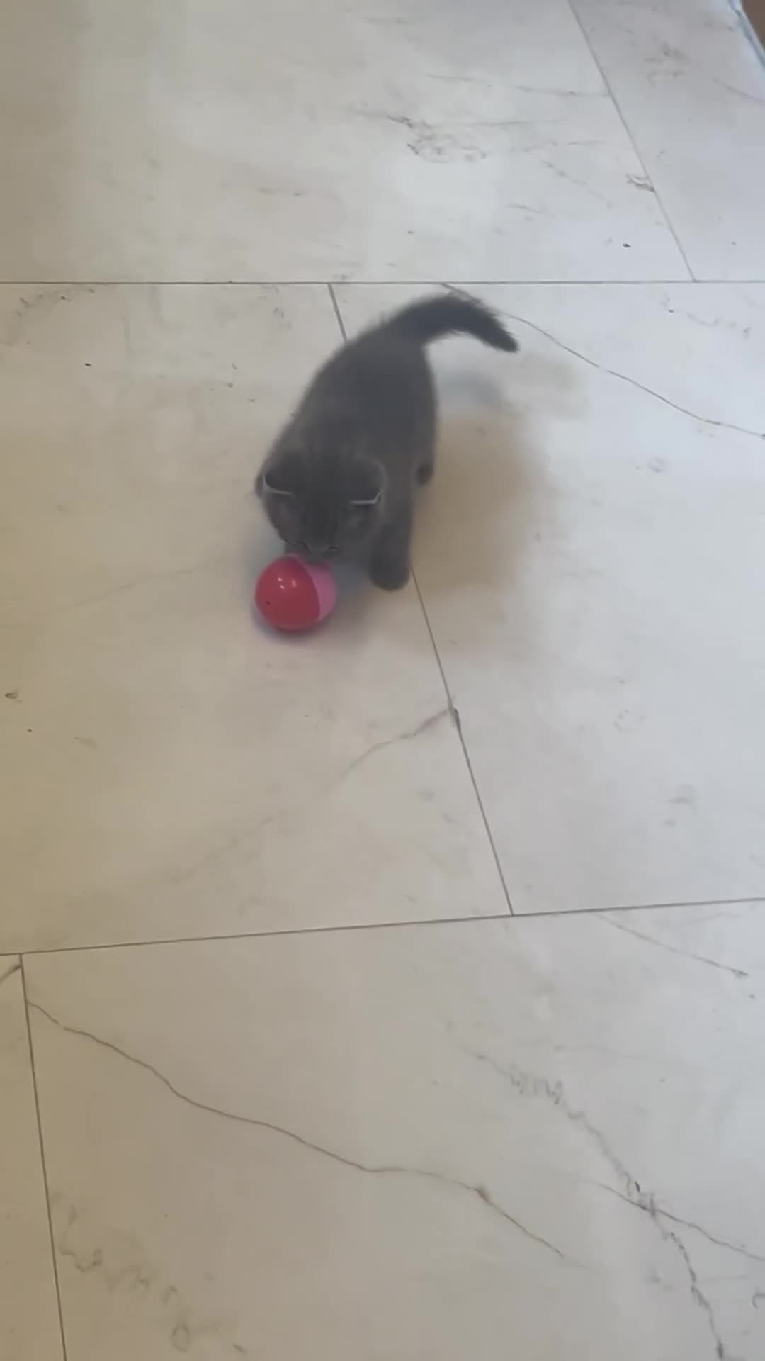 British Shorthair cats for sale: British shorthair kitten  - Video 1