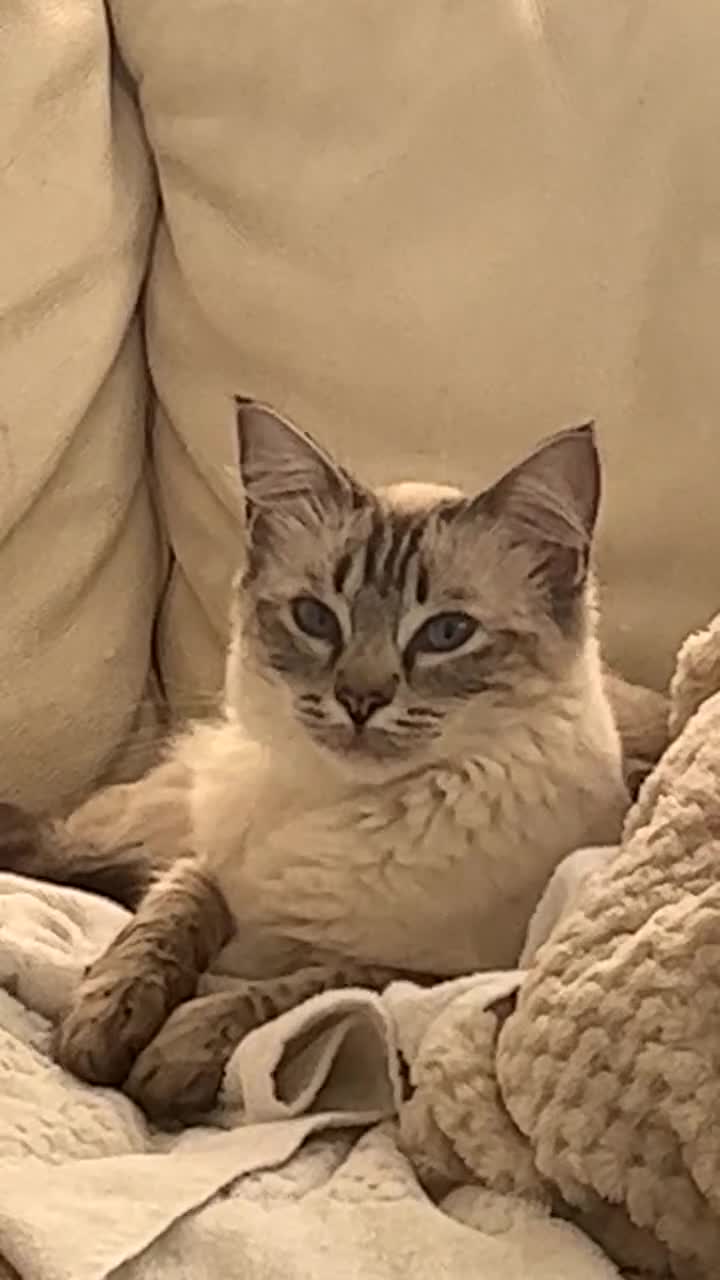 Ragdoll cats for sale: Blue eyed Ragdoll in Manchester - Video 4