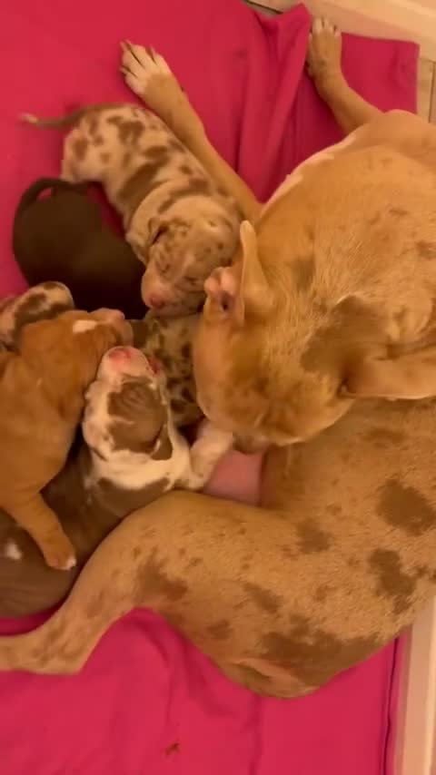 Staffordshire Bull Terrier dogs for sale: 3 beautiful Staffordshire bull terrier puppies - Video 1