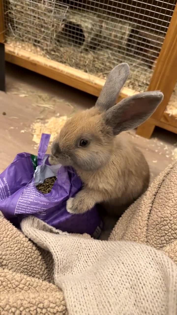 Mixed Breed rabbits for sale: Mr Chungus the bunny - Video 2