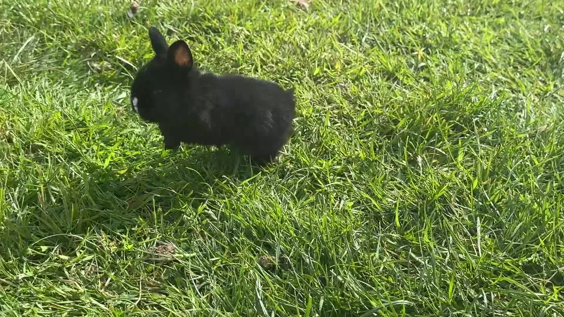 Mixed Breed rabbits for sale: Baby bunnies for sale - Video 2
