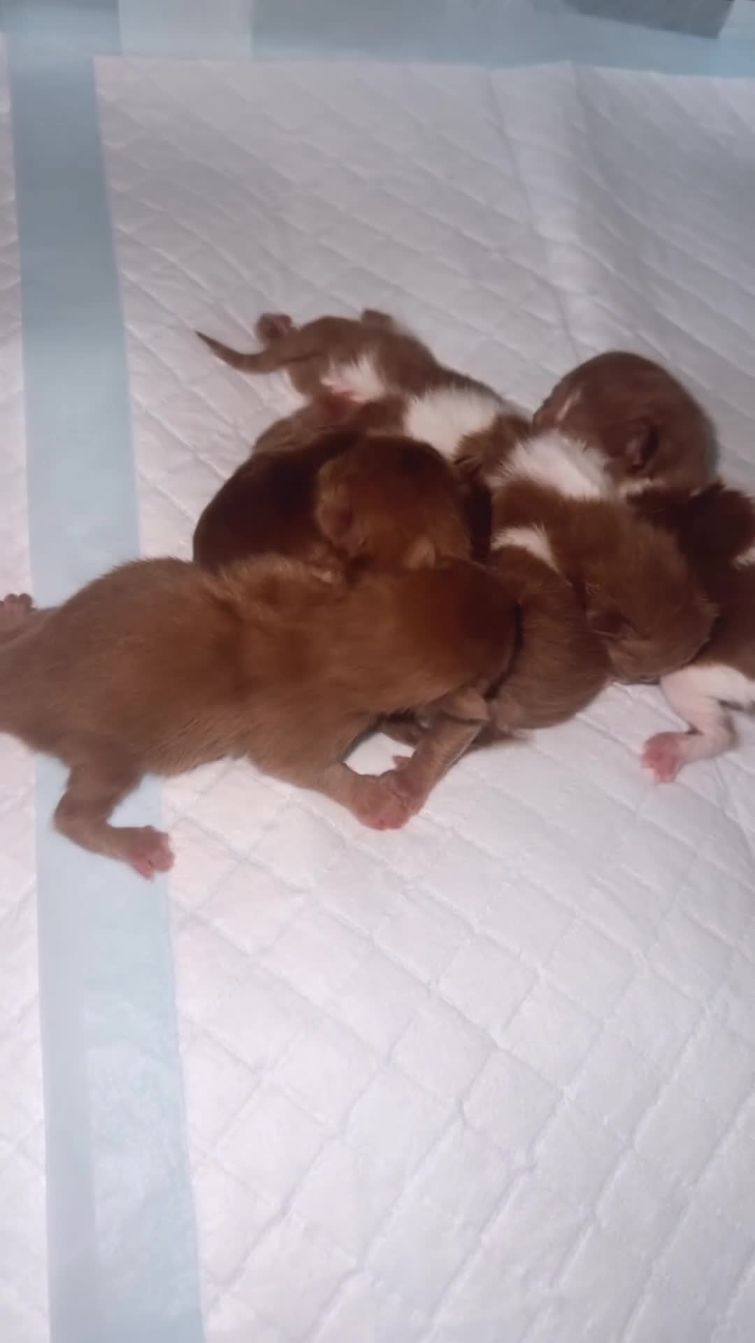 British Shorthair cats for stud: Tica reg Cinnamon bi colour stud  - Video 2