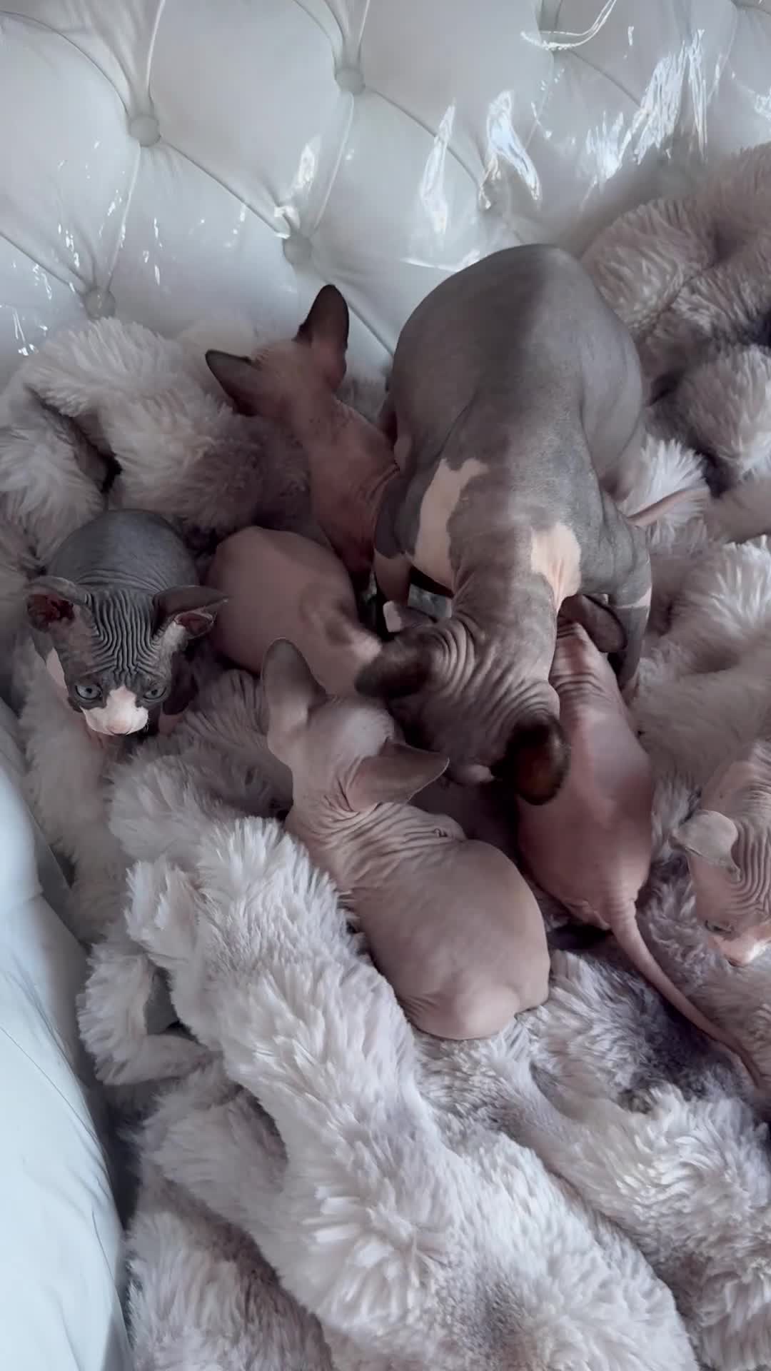 Sphynx cats for sale: canadian sphynx for sale  - Video 3