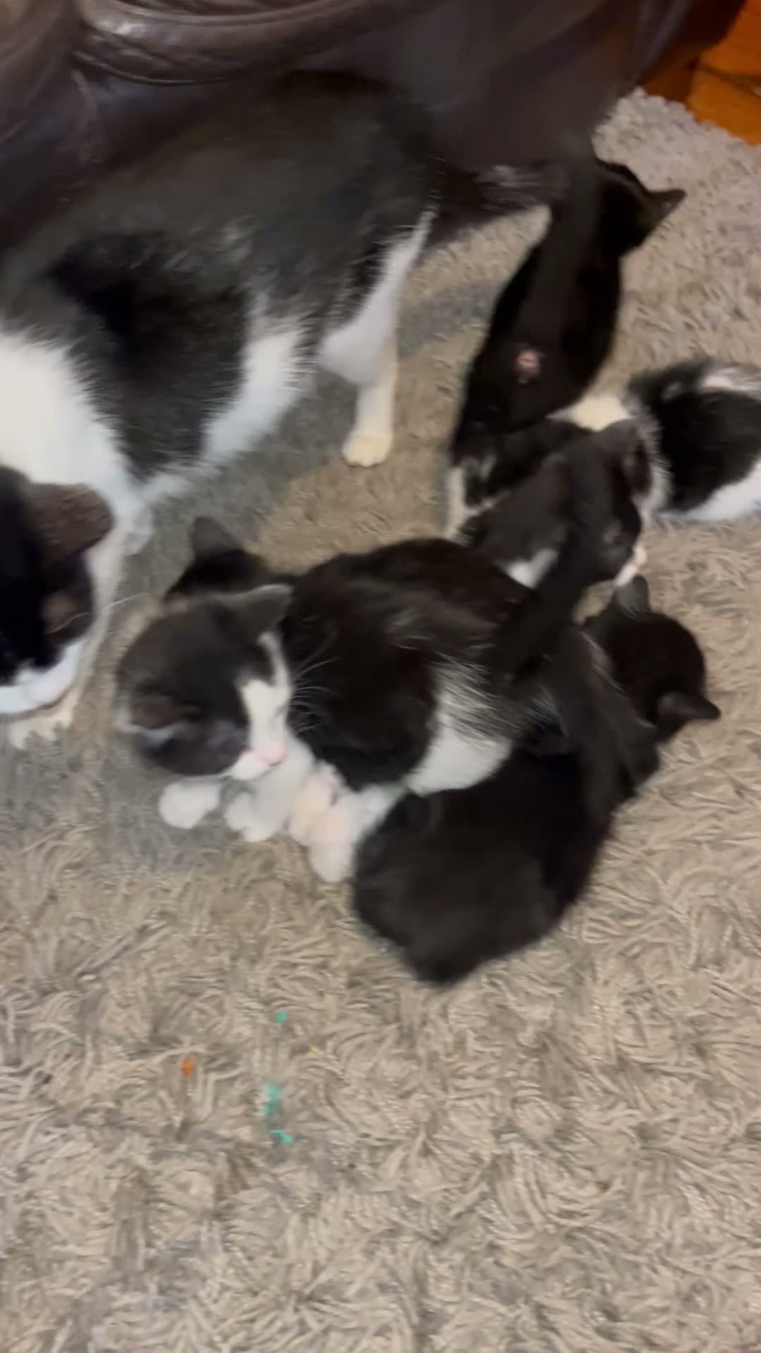 Mixed Breed cats for sale: 4 kittens looking for a new home now - Video 1