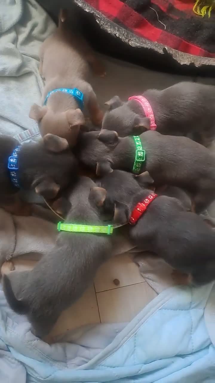 Jack Russell dogs for sale: Beautiful, miniature Much Wenlock Jack Ru - Video 1