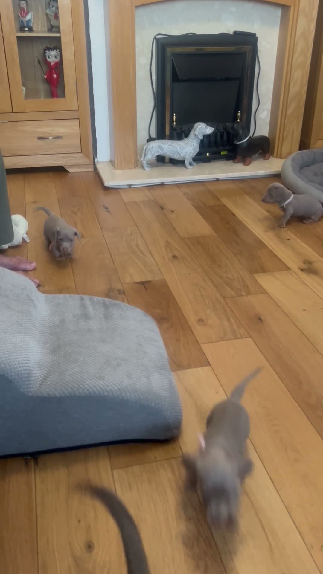 Miniature Dachshund dogs for sale: Dachshund puppies  - Video 2