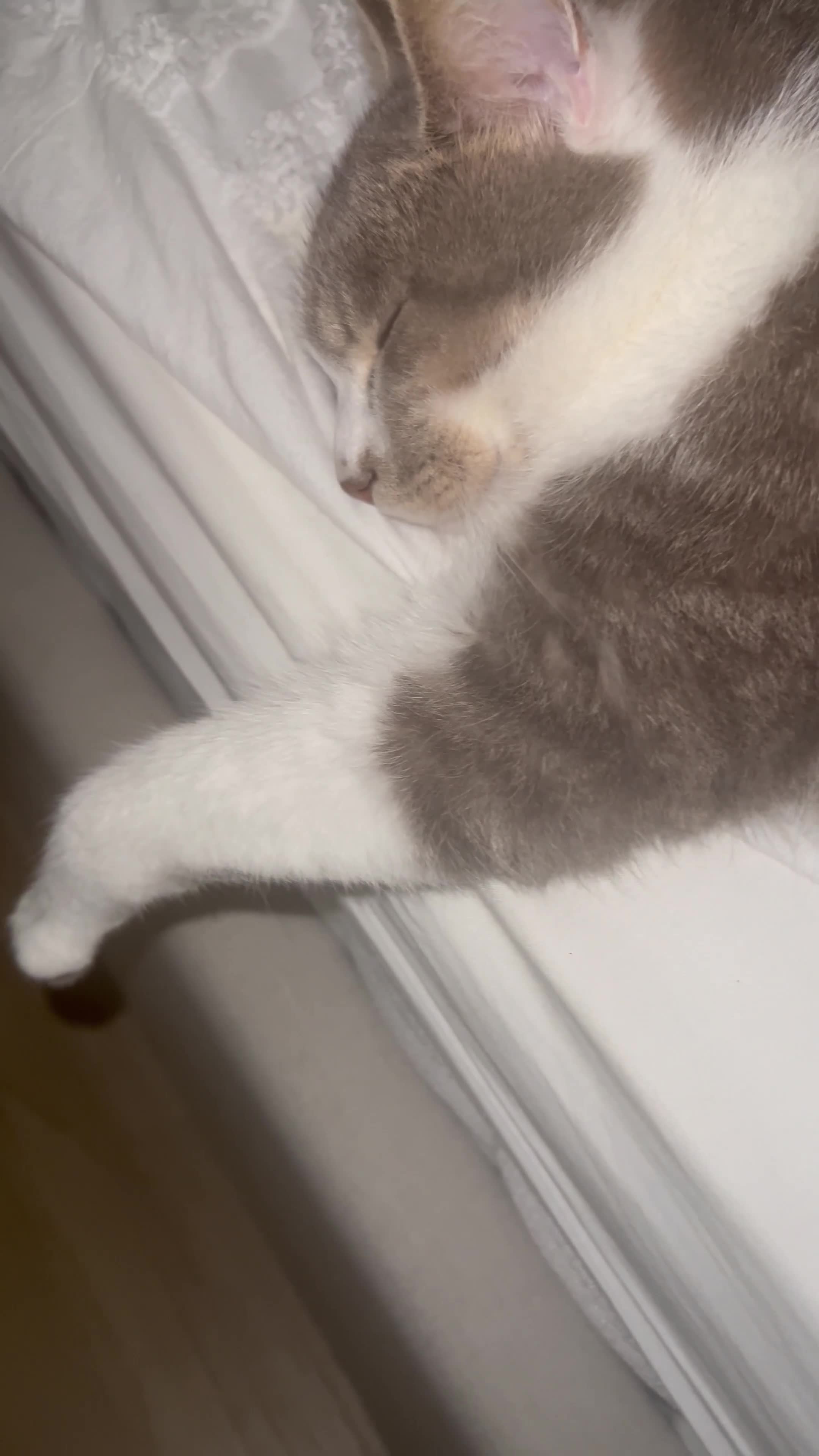 Mixed Breed cats for sale: Home for Leo  - Video 2