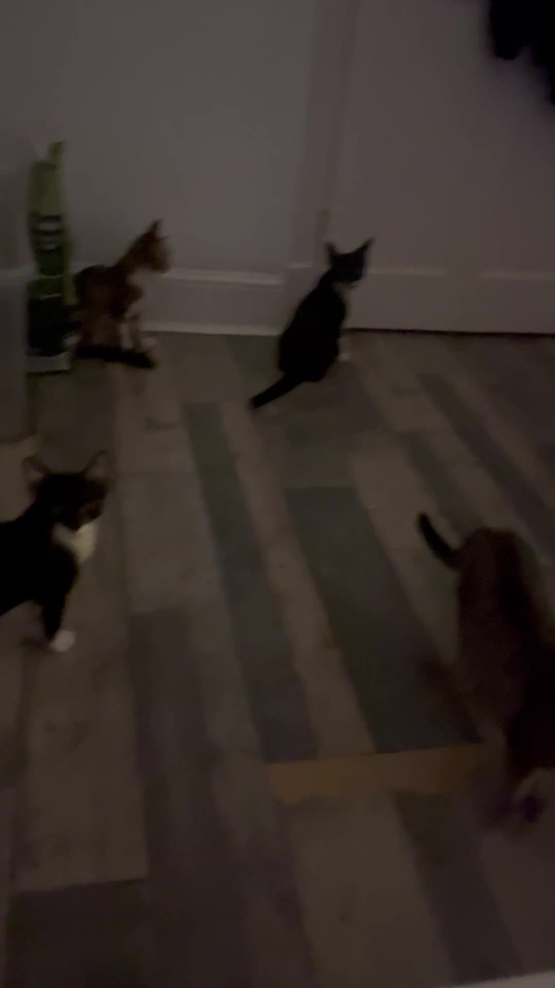 Mixed Breed cats for sale: 3 cuddly kittens for rehome - Video 2