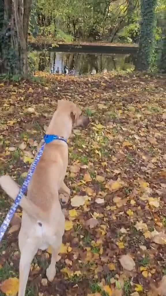 Mixed Breed dogs for adoption: Zach – 10 months old, Male, Mixed Breed Pup - Video 1