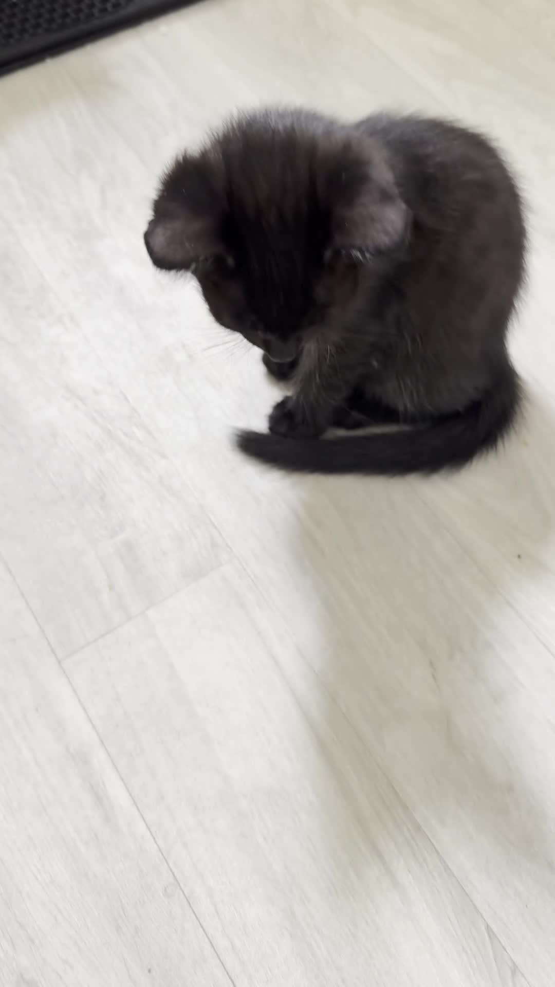 British Shorthair cats for sale: KITTENs males/female longhair shorthair in Dudley - Video 2