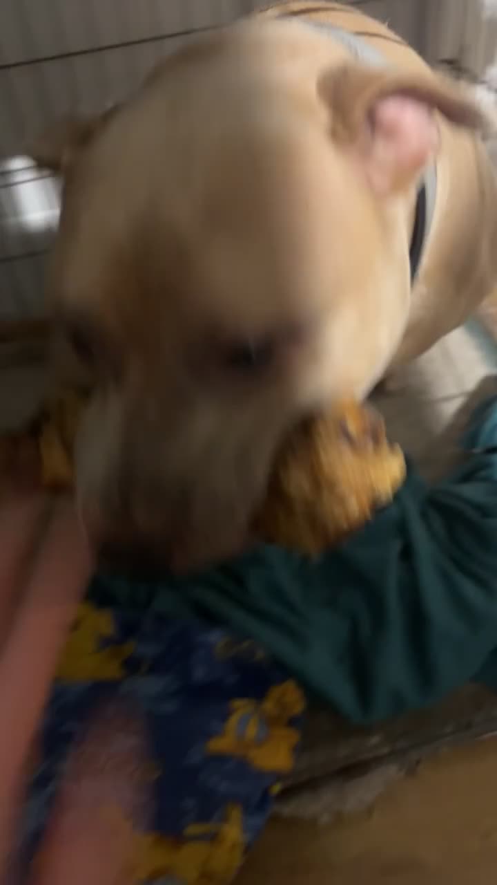 Staffordshire Bull Terrier dogs for sale: Male Staffordshire bull terrier  - Video 3