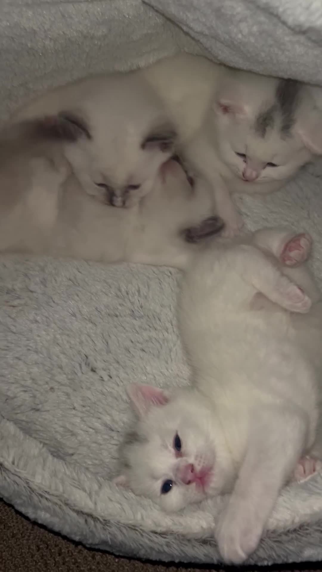British Shorthair cats for sale: Adorable British Shorthair Kittens for sale!  - Video 1
