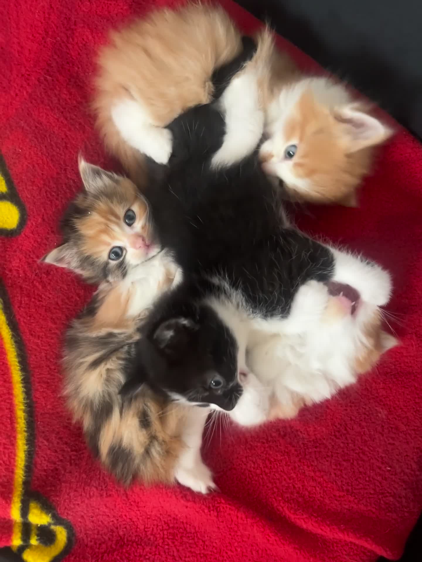 Mixed Breed cats for sale: Beautiful Fluffy Kittens - Video 2