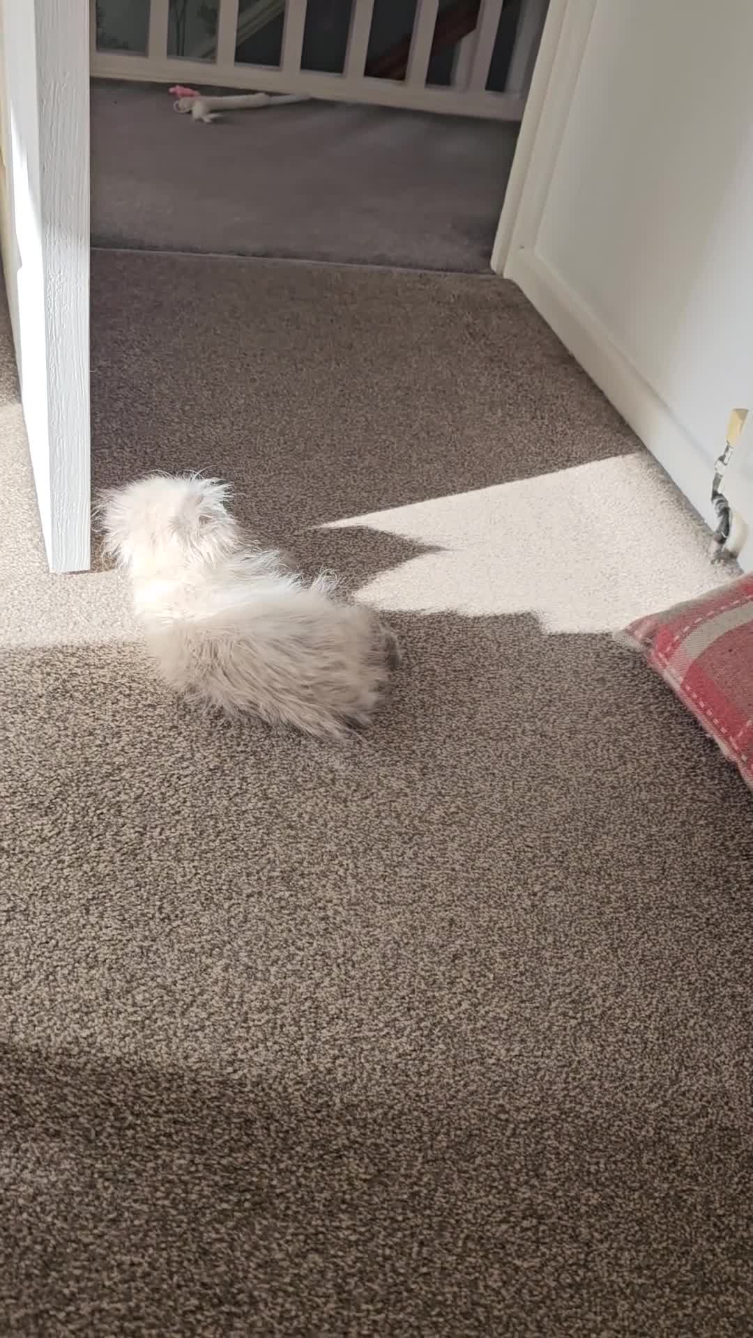 Persian cats for sale: Persian girl kitten  - Video 1