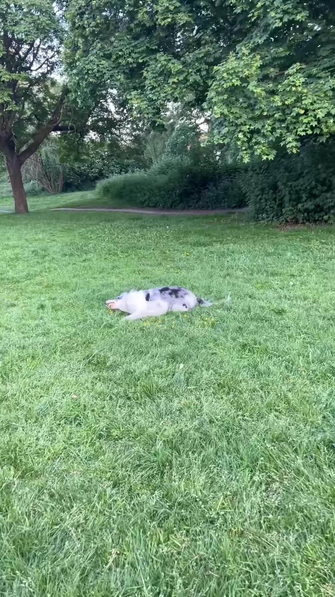 Mixed Breed dogs for sale: Hungarian vizsla x border collie in Warwick - Video 1