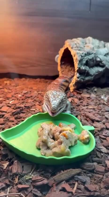 Skink reptiles for sale: Friendly Northern Blue Tongue Skink with 4ft Viv  - Video 2
