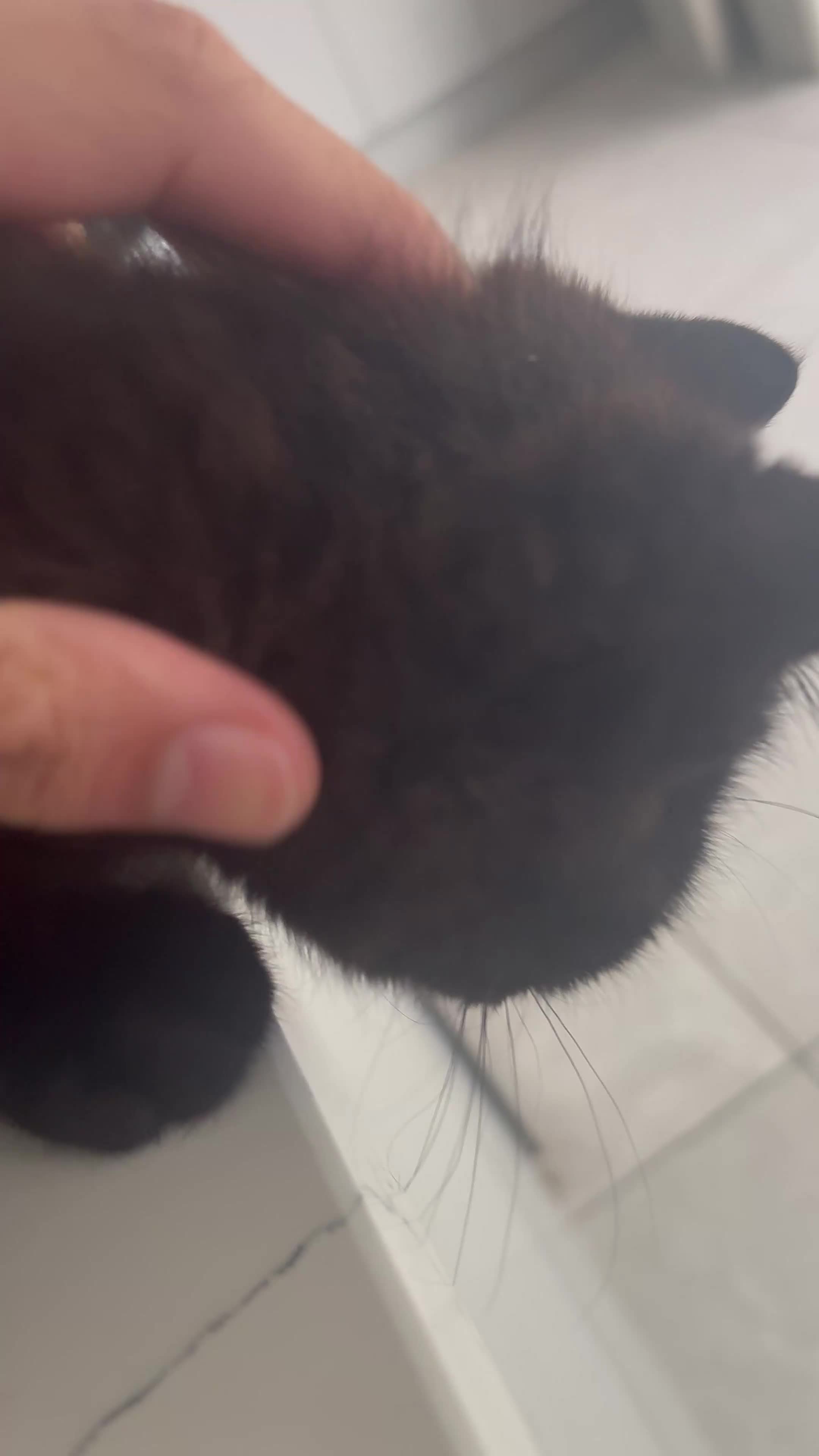British Shorthair cats for sale: Blue british shorthair in Stockport - Video 1