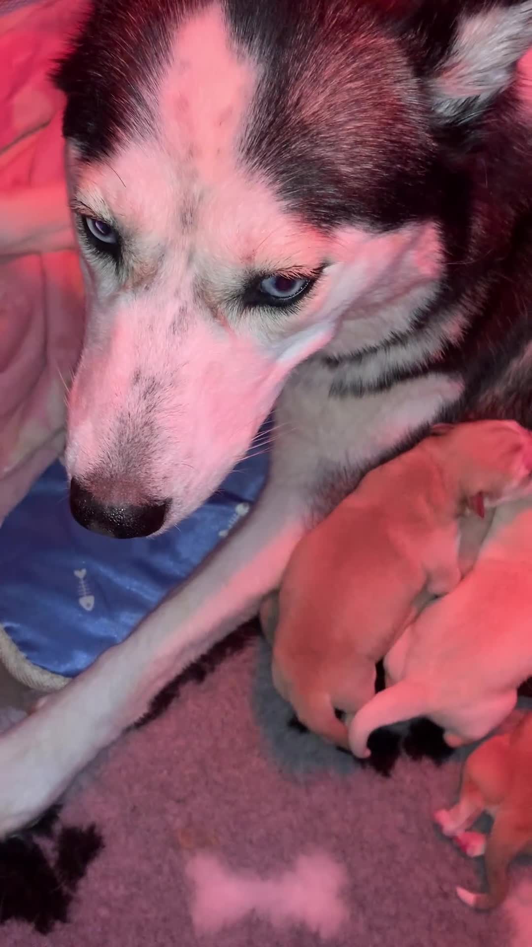 Shepsky dogs for sale: Husky cross German shepherd  - Video 1